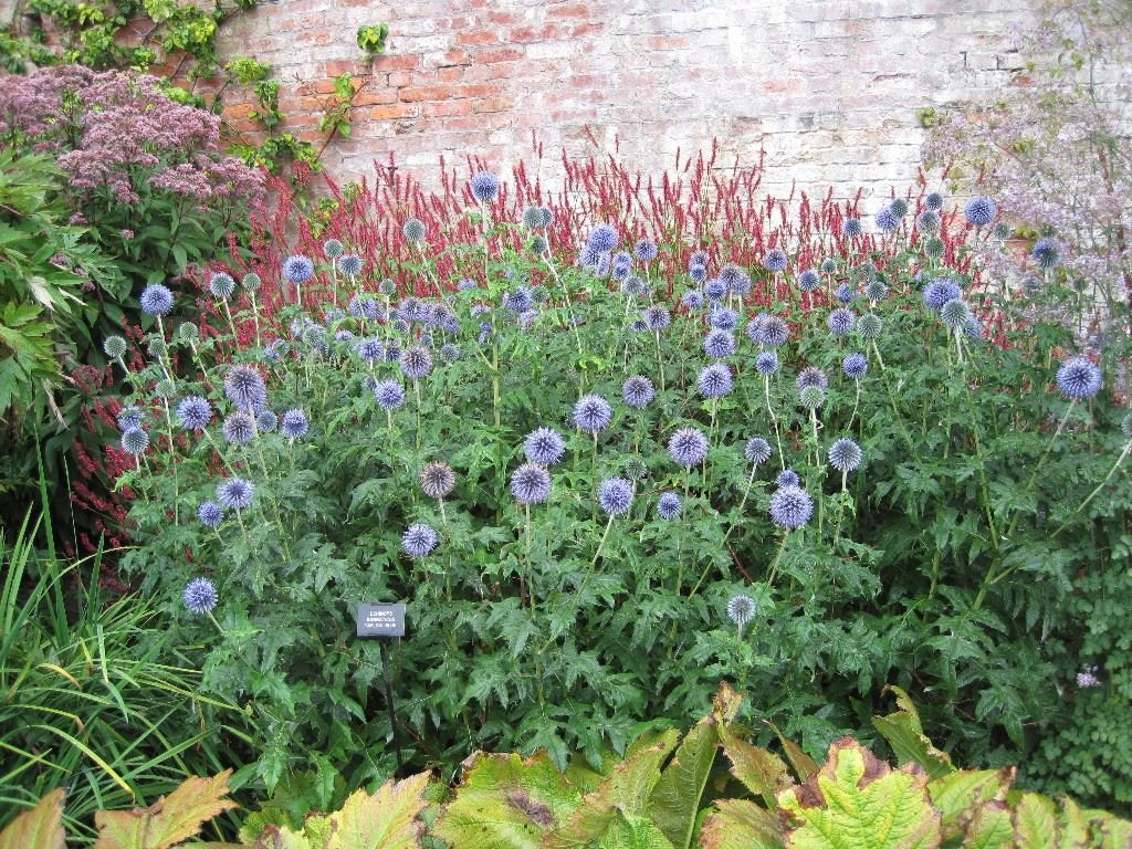 Echinops bannaticus 'Taplow Blue'